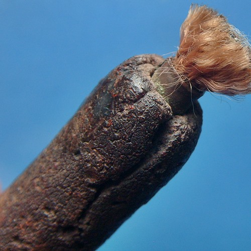 ตะกรุดพอกครั่ง