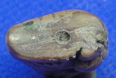 เสือ เขี้ยวเสือแกะ