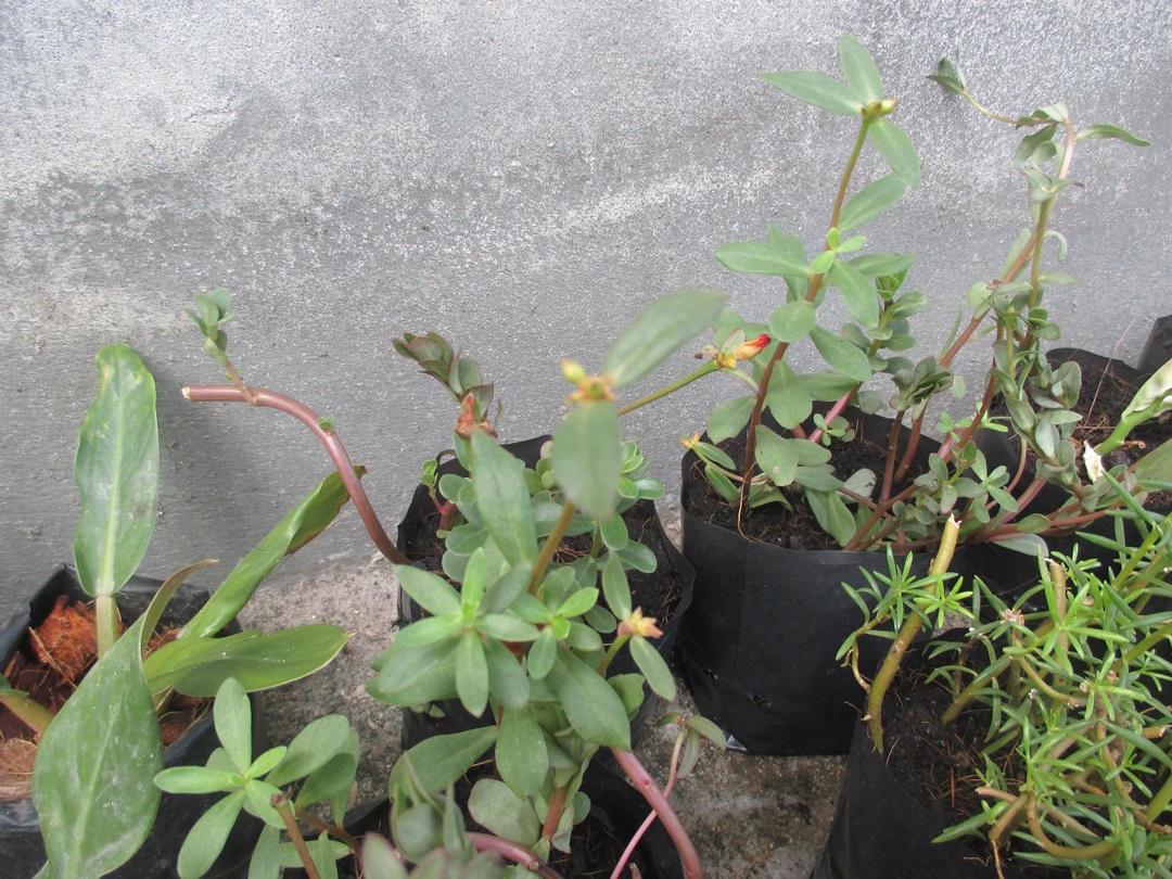 Bancrochet ต้นคุณนายตื่นสาย คุณนายตื่นสาย หลากสี 7 inch