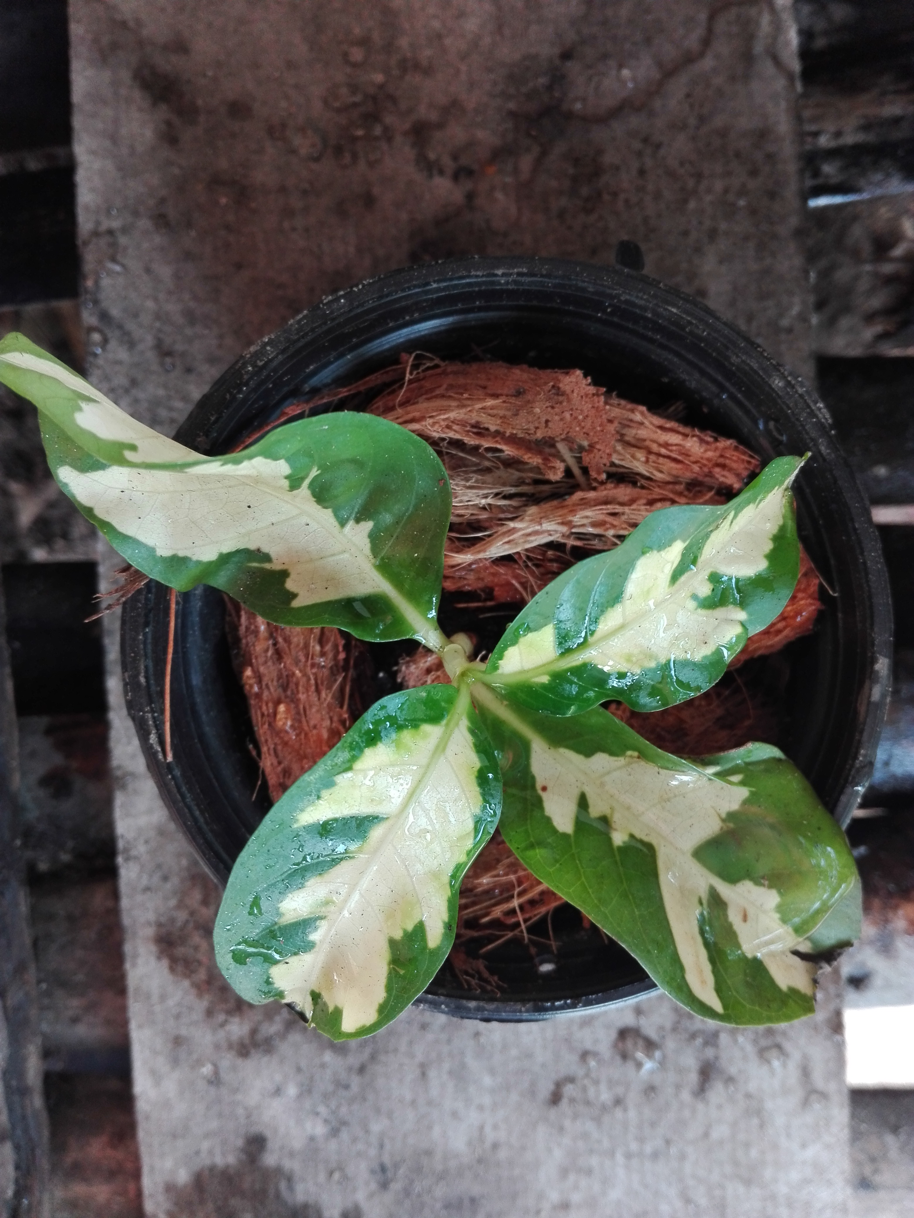 Bancrochet ต้นใบเงิน ขายพร้อมกระถาง หลากสี 5 inch