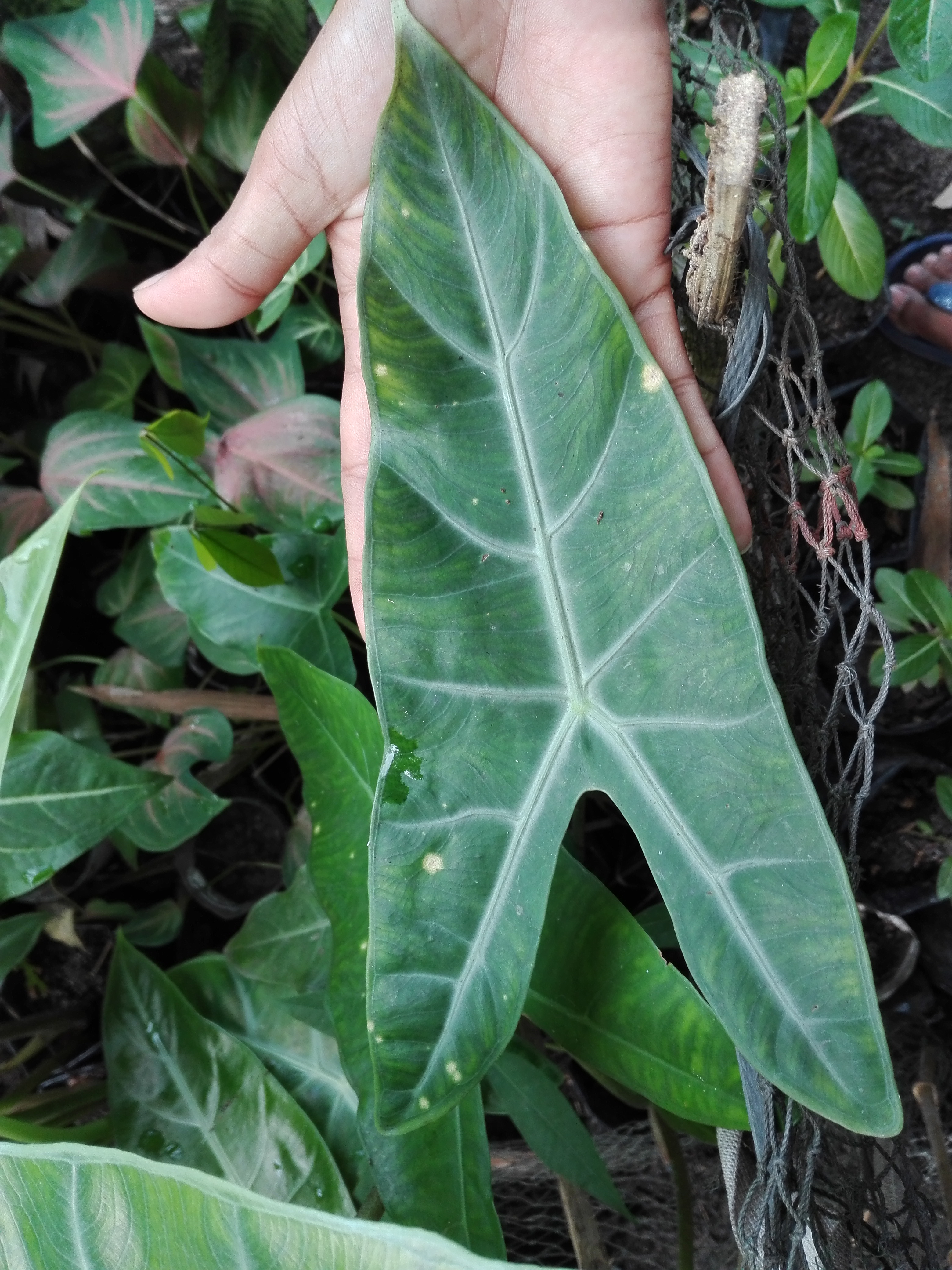 Bancrochet ต้นแก้วหน้าม้าป่า ต้นบอนแก้วหน้าม้า ต้นบอนป่า หลากสี 12 inch