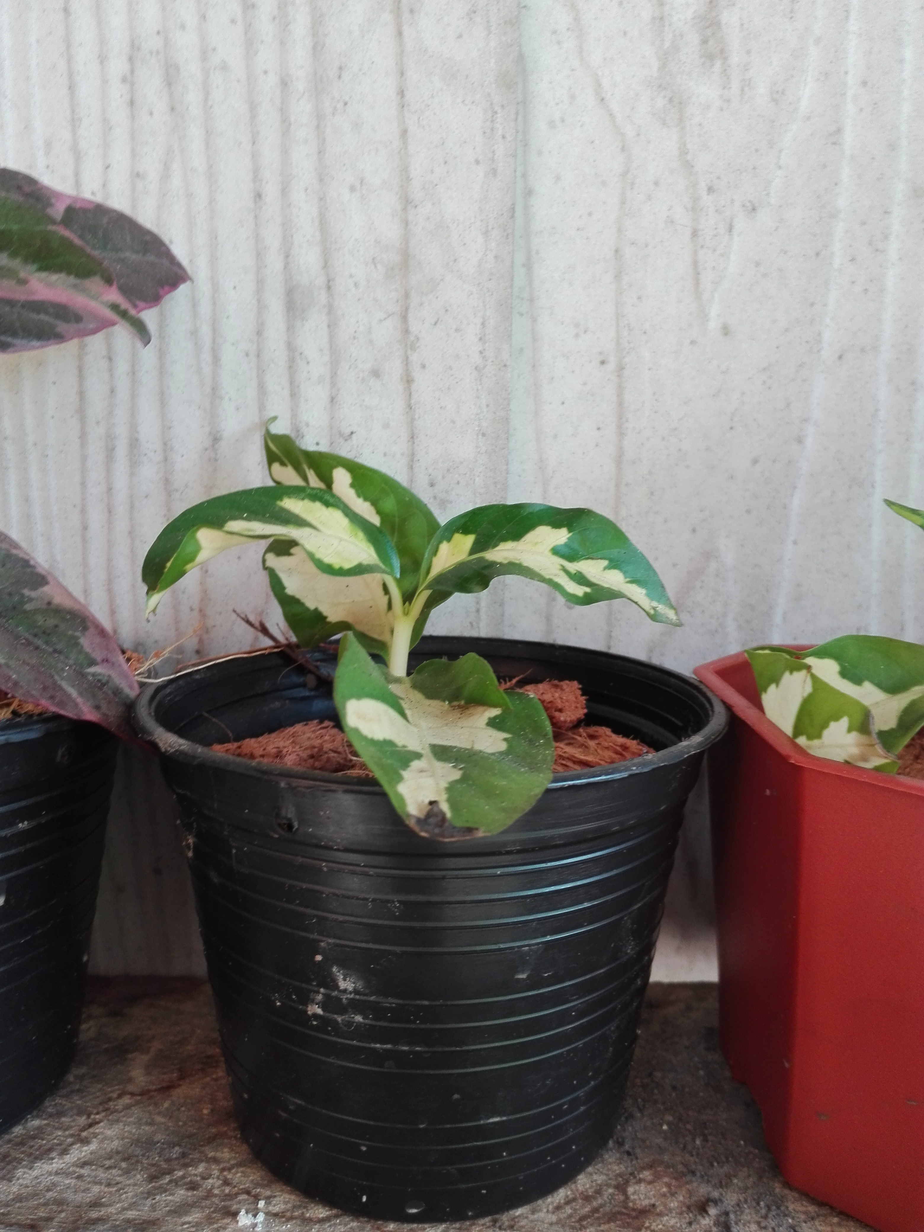 Bancrochet ต้นใบเงิน ขายพร้อมกระถาง หลากสี 5 inch