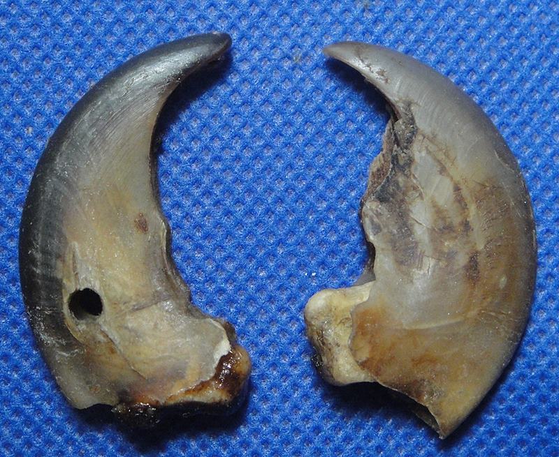 เล็บหมี