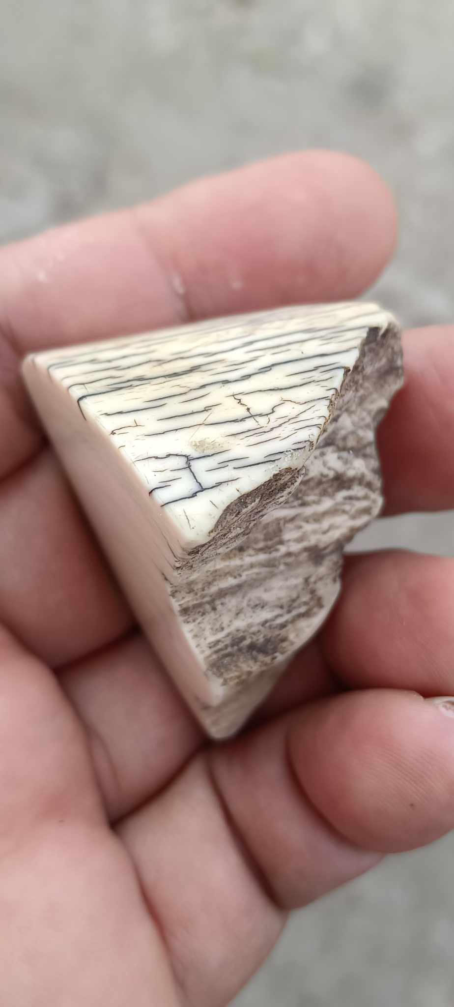 งากระเด็น