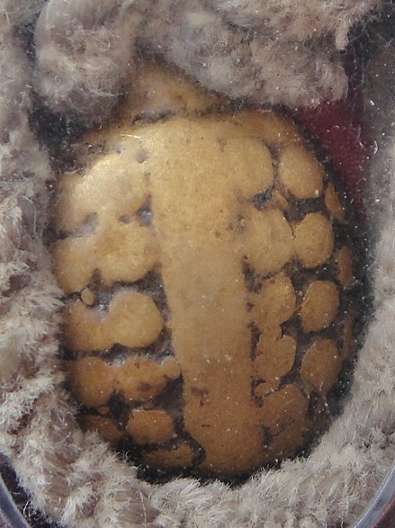 เต่าหลวงพ่อเงิน