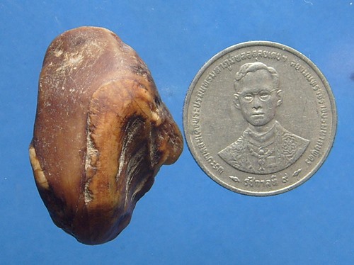 คตงาช้าง