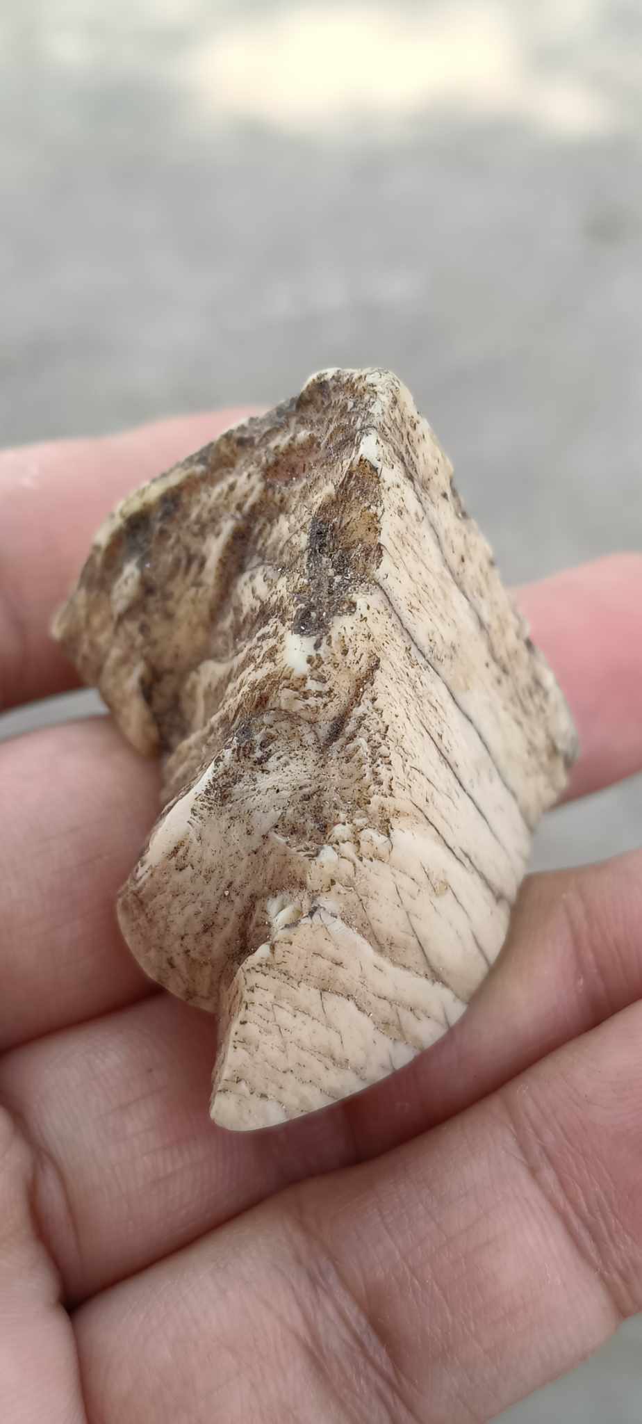 งากระเด็น