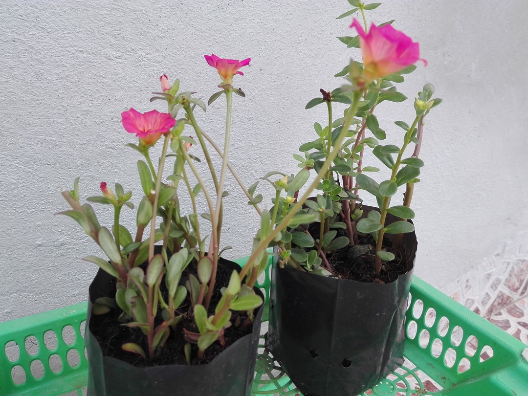 Bancrochet ต้นคุณนายตื่นสาย คุณนายตื่นสาย หลากสี 7 inch