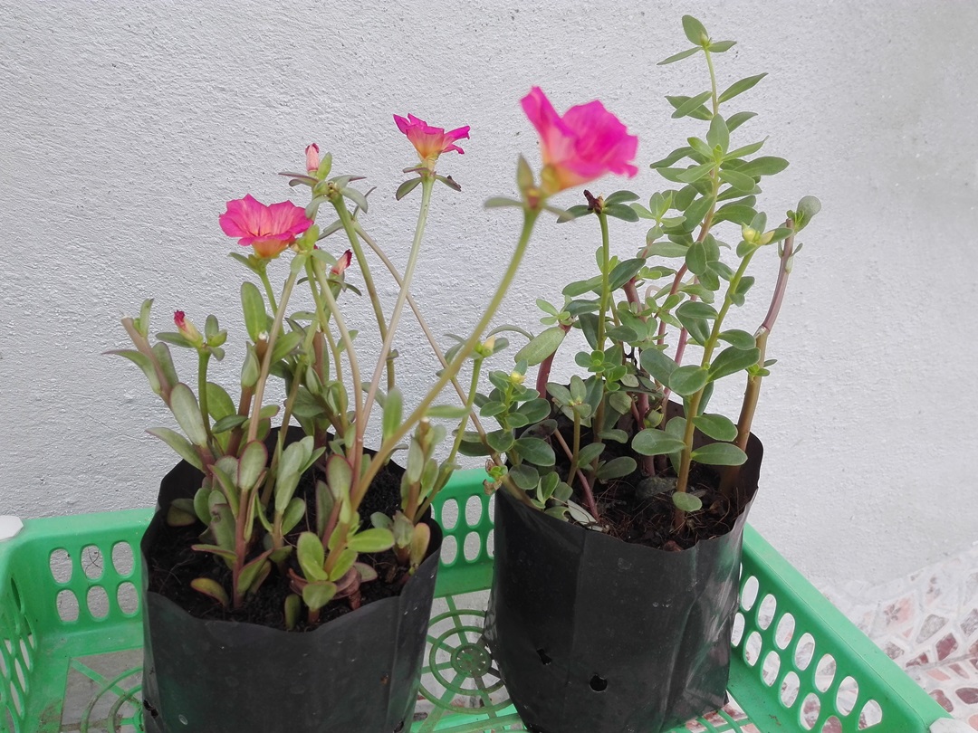Bancrochet ต้นคุณนายตื่นสาย คุณนายตื่นสาย หลากสี 7 inch
