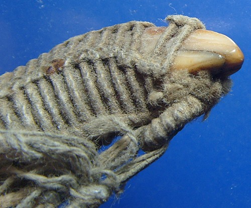 เขี้ยวหมูตัน