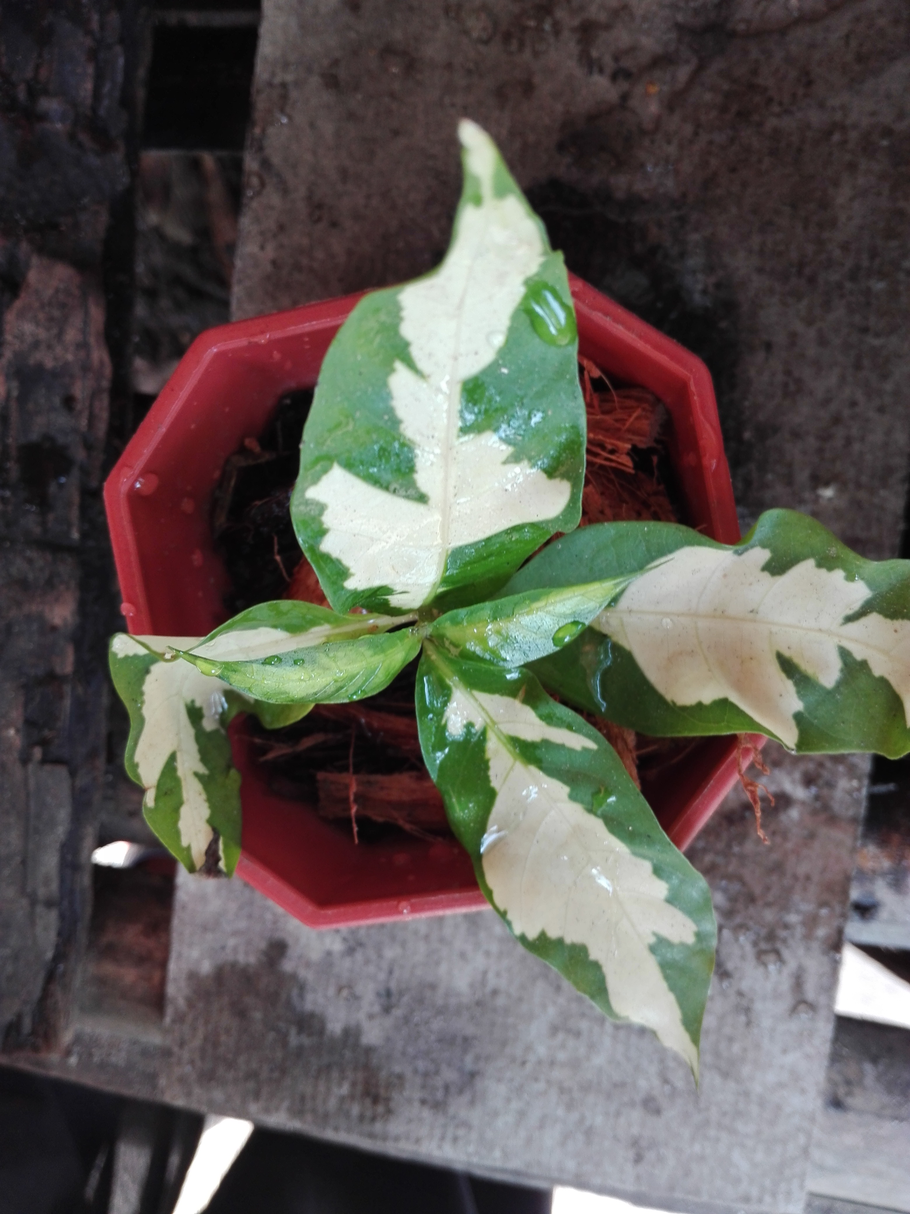 Bancrochet ต้นใบเงิน ขายพร้อมกระถาง หลากสี 5 inch