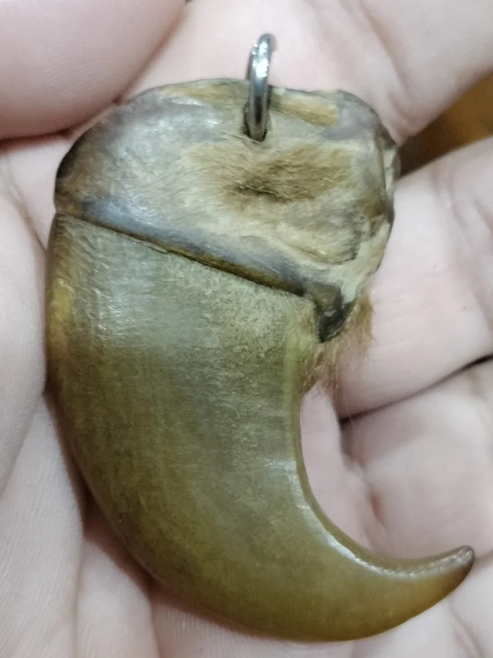 เล็บเสือโคล่ง