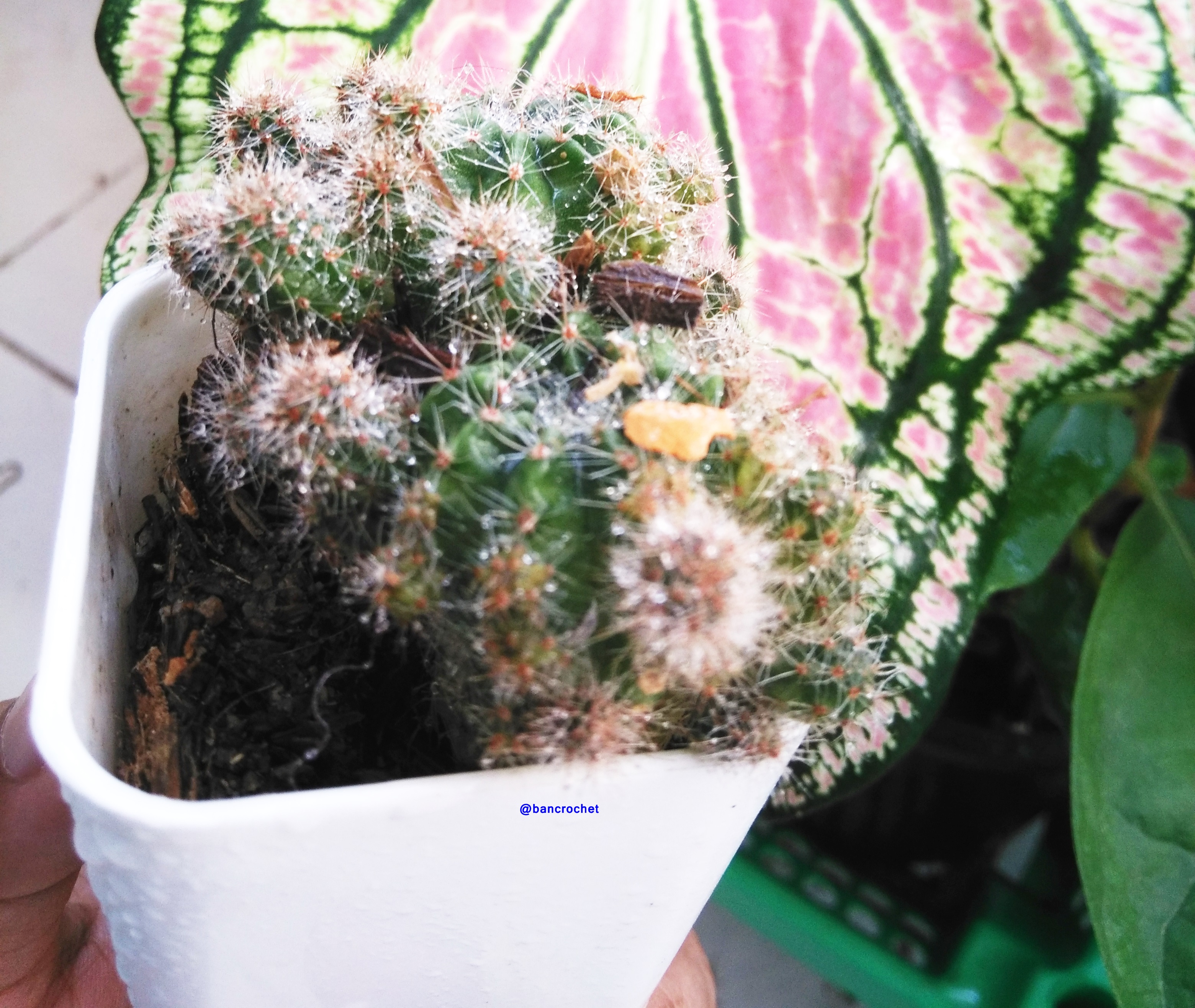 Bancrochet กระบองเพชรจิ๋ว ต้นไม้จิ๋ว ต้นไม้มงคล Cactus Gift Tree หลากสี 4-5 นิ้ว