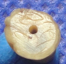 เสือจิ๋วสาริกา