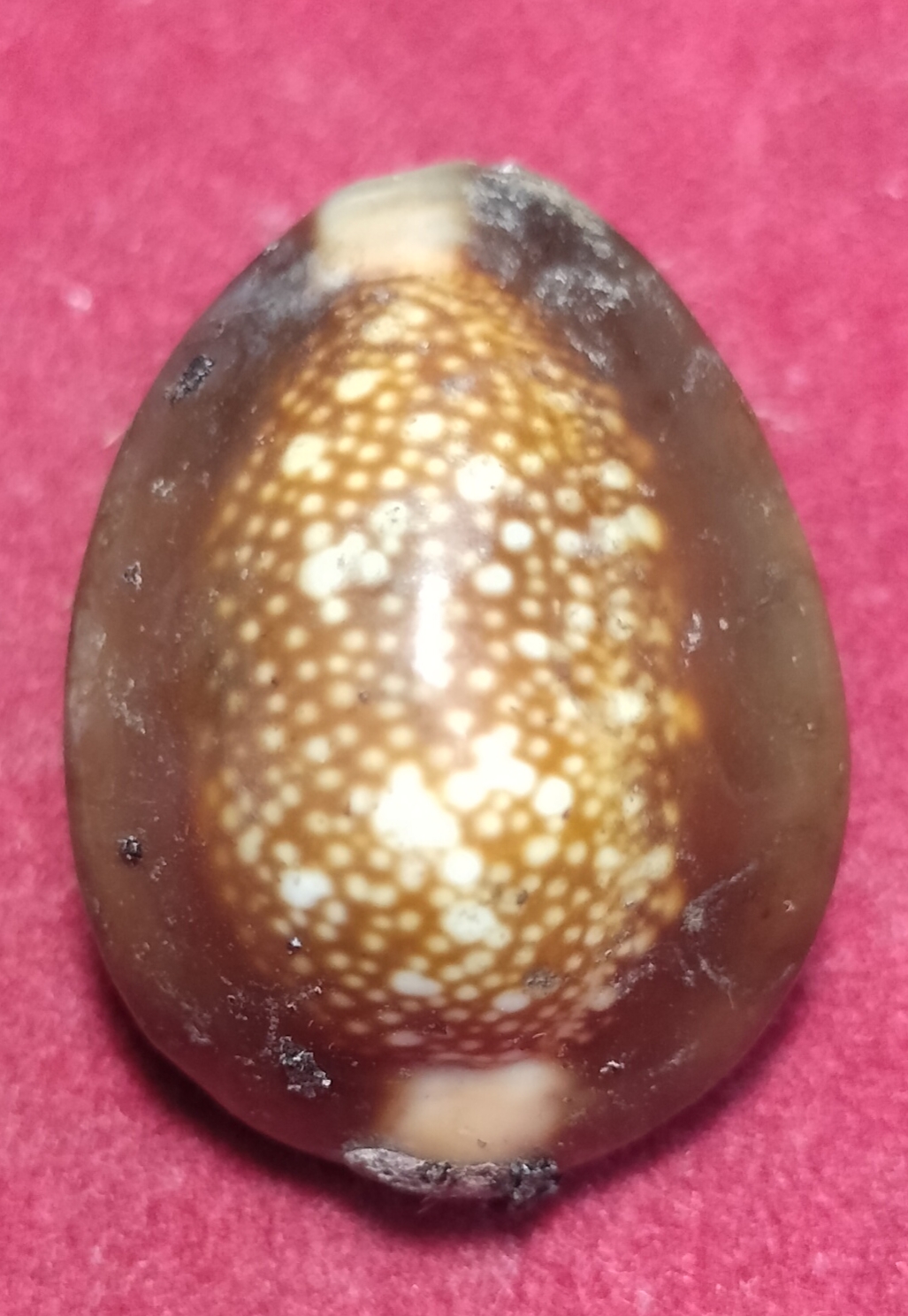 เบี้ยแก้