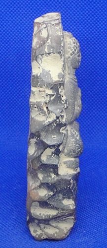 พระคันธารราษฎร์