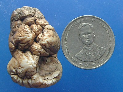 คตฟันกรามเสือ