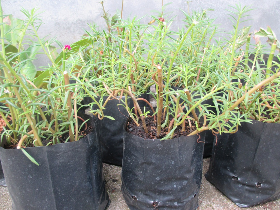 Bancrochet ต้นคุณนายตื่นสาย คุณนายตื่นสาย หลากสี 7 inch