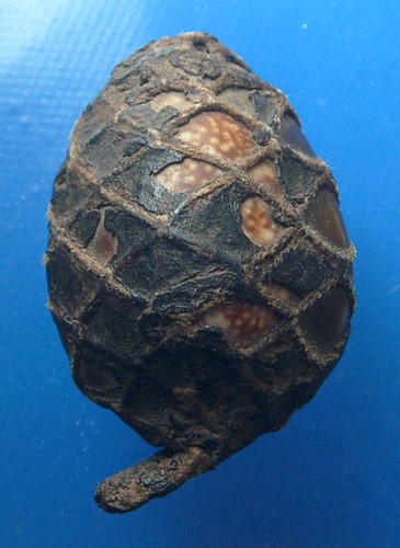 เบี้ยแก้