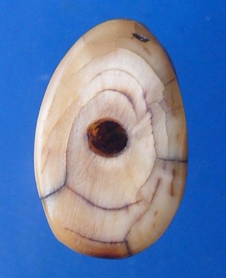 เสือหลวงพ่อพัว วัดบางเดือน