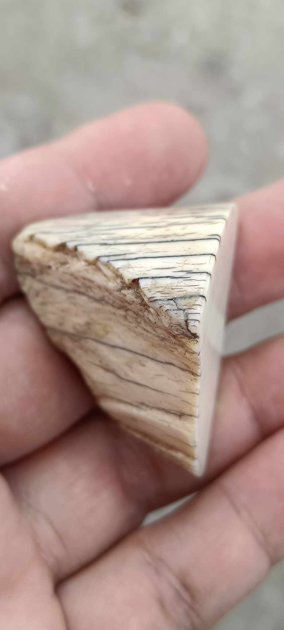 งากระเด็น