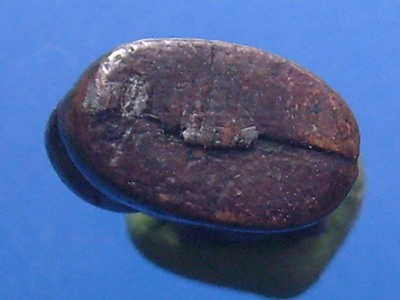 เสือหลวงปู่มั่น ทัตโต