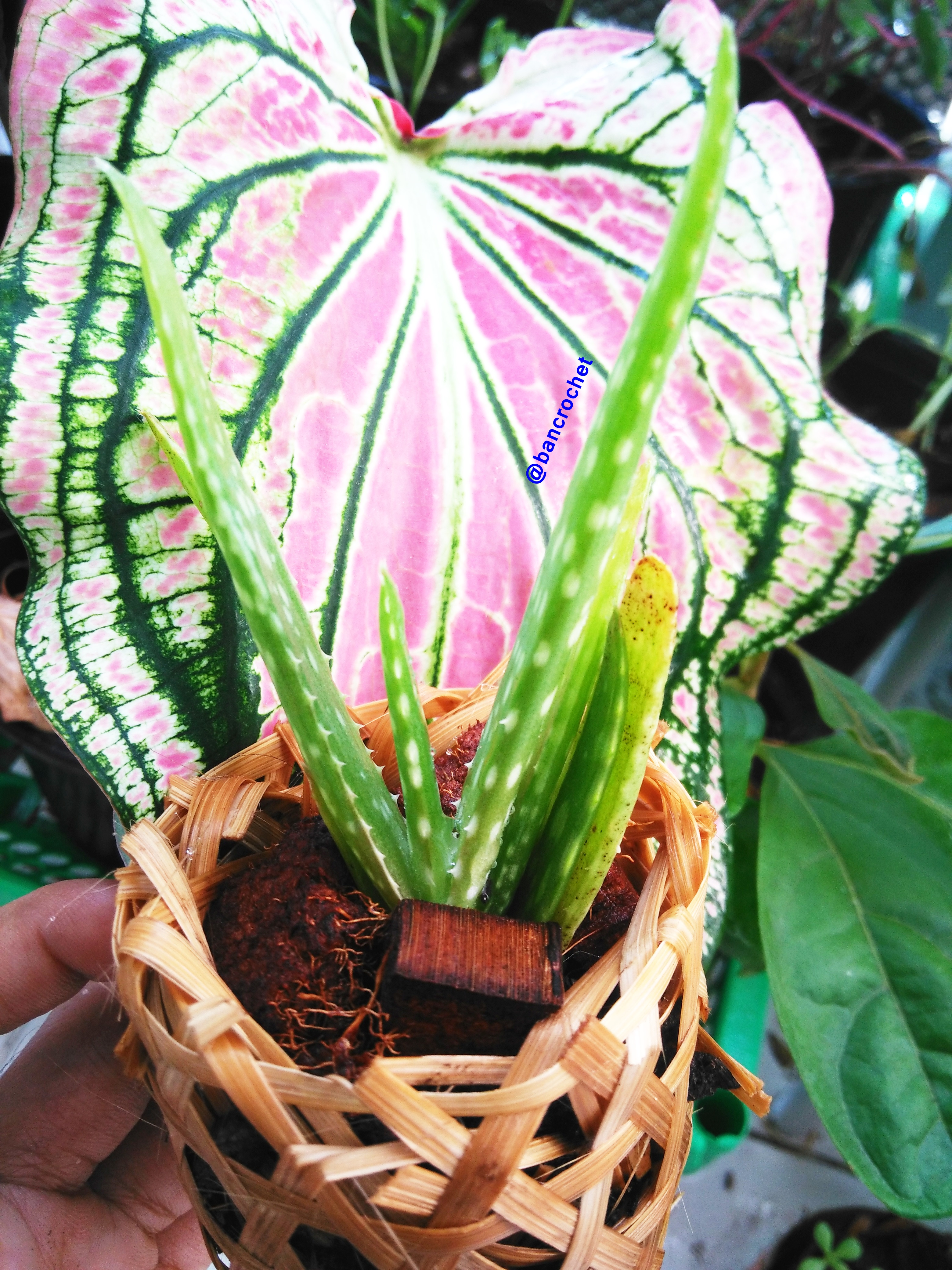 Bancrochet ต้นว่านหางจระเข้จิ๋ว ต้นไม้จิ๋ว ต้นไม้มงคล Aloe Vera Gift Tree หลากสี 4-5 นิ้ว