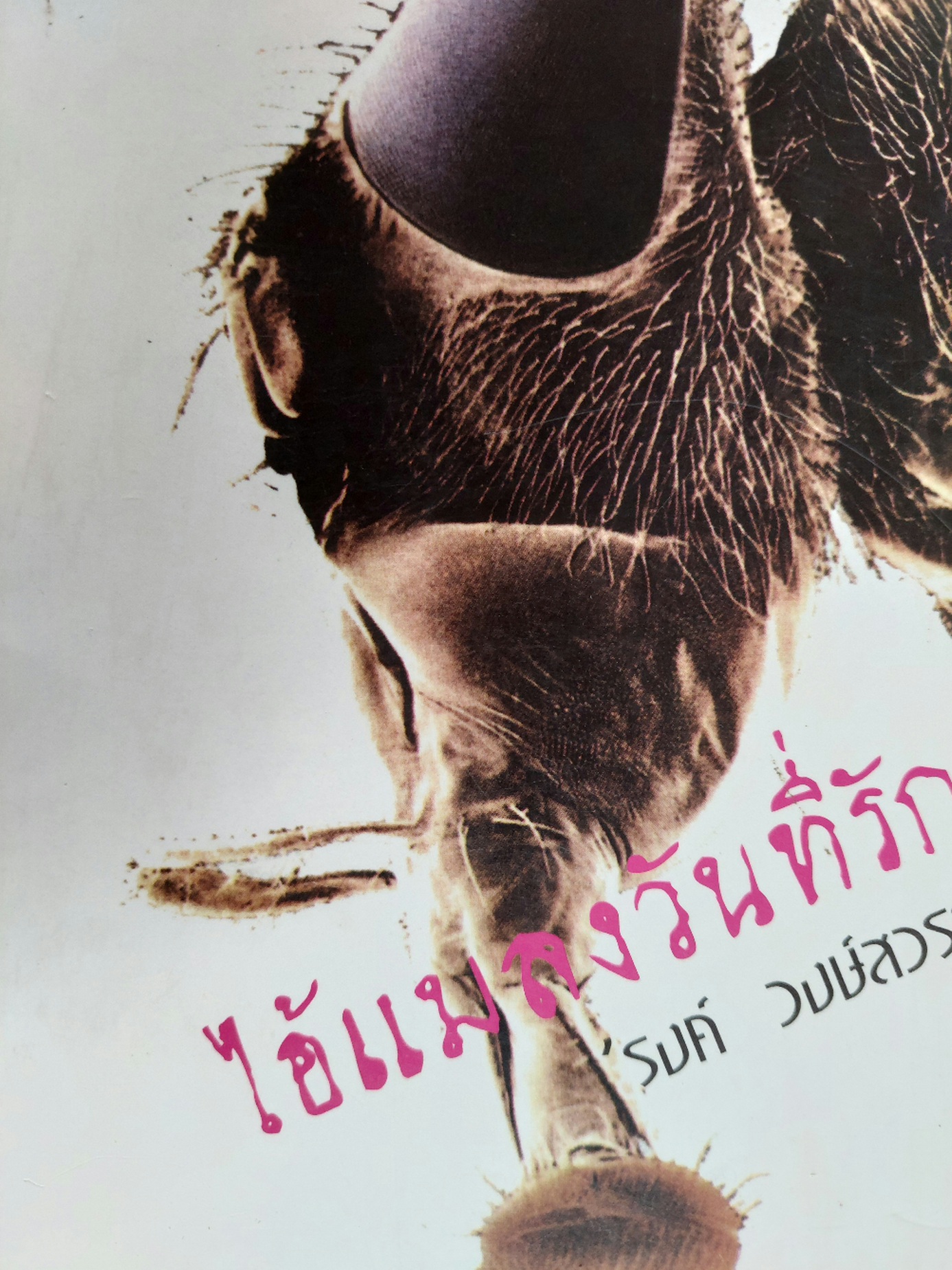 ไอ้แมลงวันที่รัก / รงค์ วงษ์สวรรค์