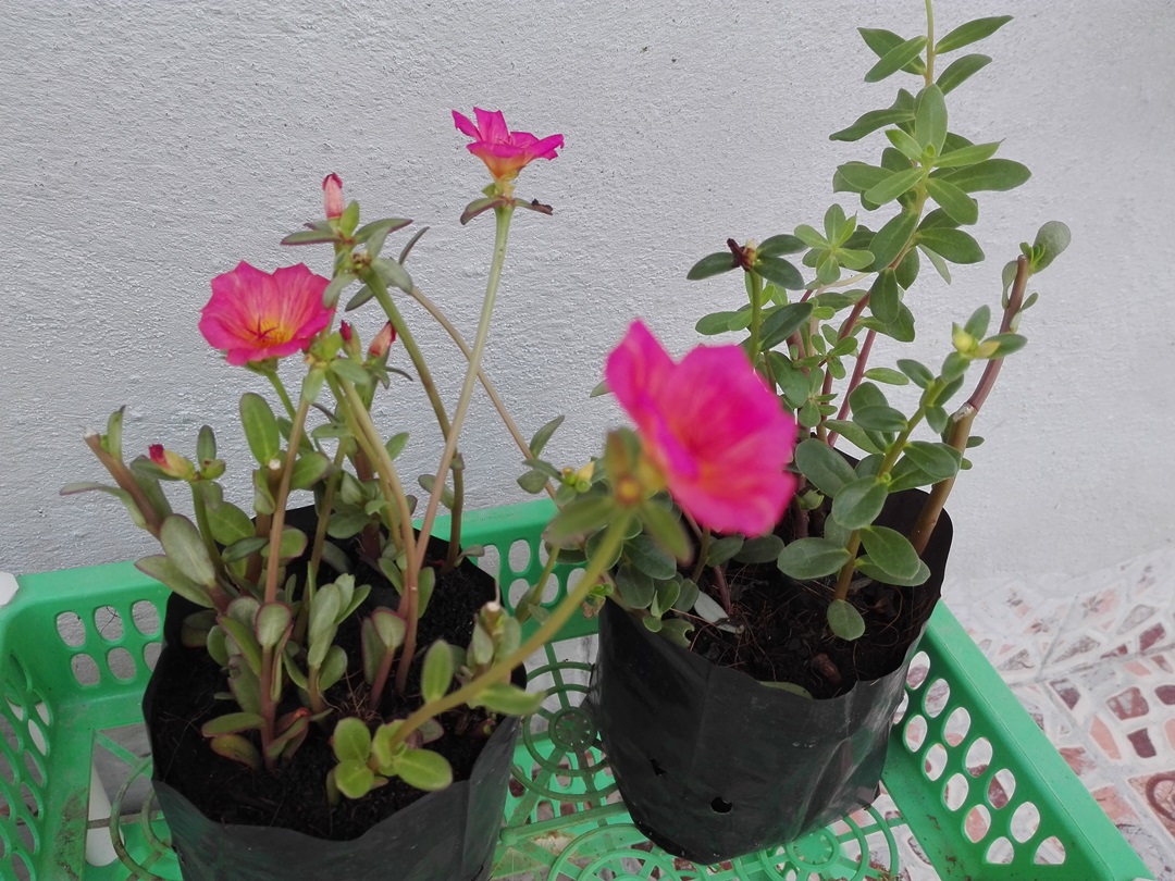 Bancrochet ต้นคุณนายตื่นสาย คุณนายตื่นสาย หลากสี 7 inch