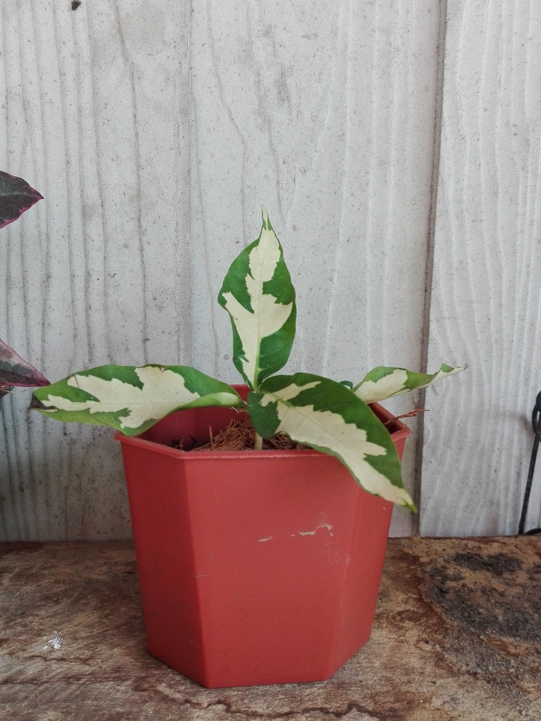 Bancrochet ต้นใบเงิน ขายพร้อมกระถาง หลากสี 5 inch