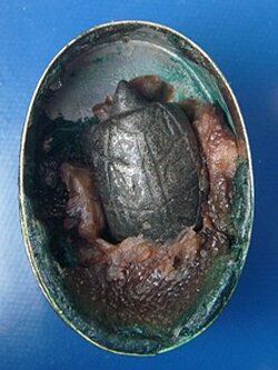 ตลับนวดมีเต่า