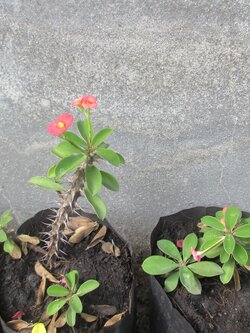 Bancrochet ต้นโป้ยเซียน ไม้มงคล หลากสี 6 inch