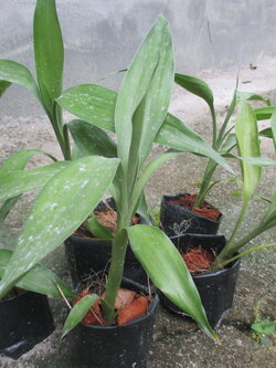 Bancrochet ต้นกวนอิม ต้นไผ่กวนอิม ต้นว่านกวนอิม หลากสี 10 inch