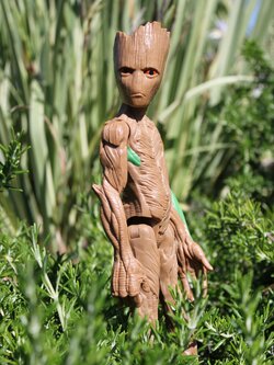 GROOT! the big one