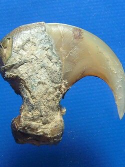 เล็บเสือโคลง