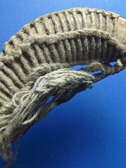 เขี้ยวหมูตัน