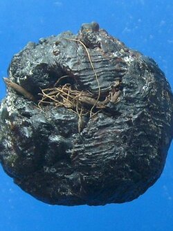 ลูกอมชานหมากหลวงพ่อเถิ่ง