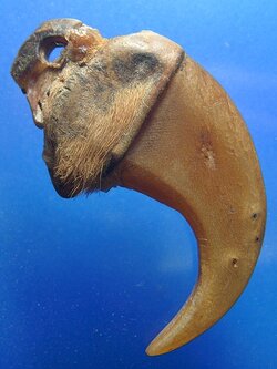 เล็บเสือ