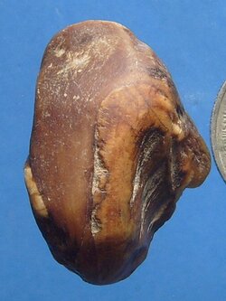 คตงาช้าง