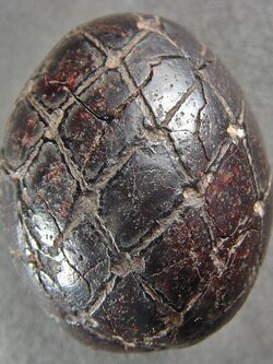 หมากทุย