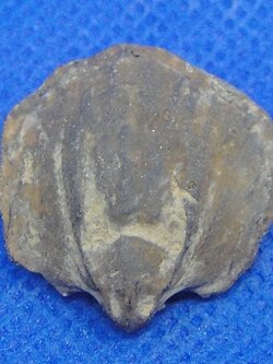 เต่าหิน