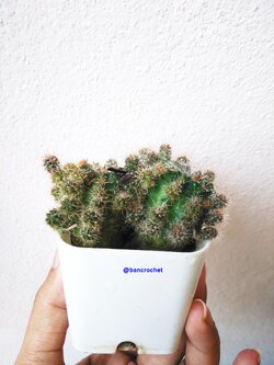 Bancrochet กระบองเพชรจิ๋ว ต้นไม้จิ๋ว ต้นไม้มงคล Cactus Gift Tree หลากสี 4-5 นิ้ว