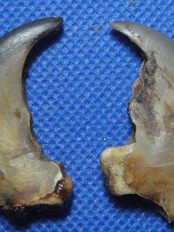 เล็บหมี