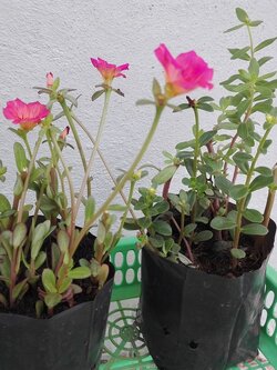 Bancrochet ต้นคุณนายตื่นสาย คุณนายตื่นสาย หลากสี 7 inch