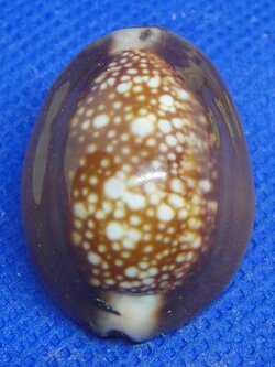 เบี้ยแก้ หลวงพ่อบุญมี วัดม่วงคัน