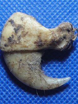 เล็บเสือ