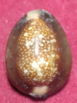 เบี้ยแก้