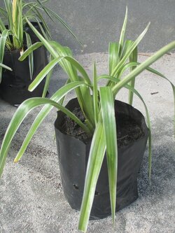 Bancrochet ว่านเศรษฐีเรือนนอก ต้นว่านเศรษฐีเรือนนอก หลากสี ึ7 inch