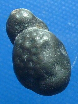 เต่าจิ๋ว