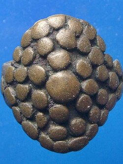 แหวนเต่าโบราณ